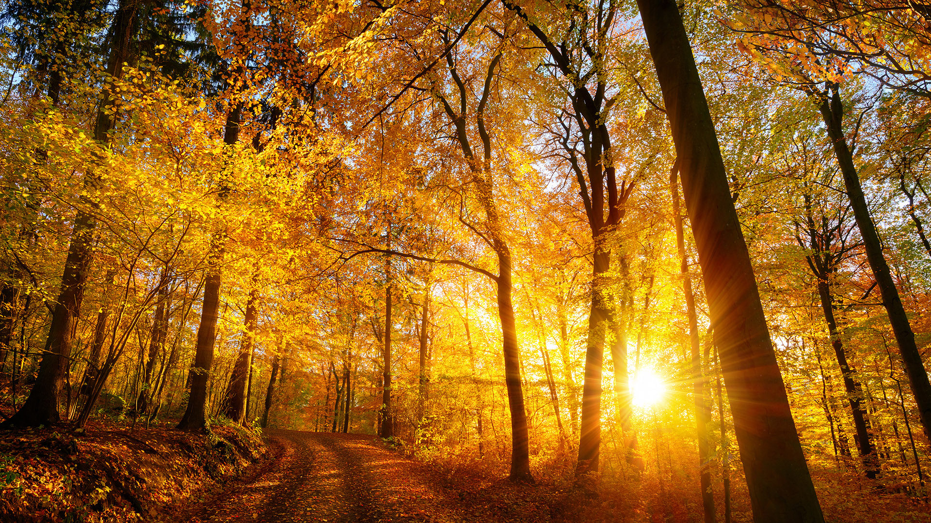 Waldsonnenuntergang im Herbst