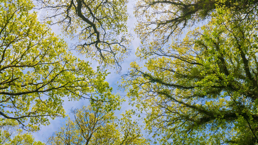Ein hohes grünes Blätterdach in diesem idyllischen Vertikalpanorama einer Waldlichtung.